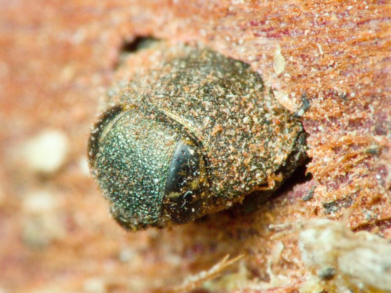 Anthaxia mamaj Pliginski, 1924